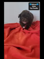 Atticus, a male Poodle - Toy  for sale in Tucson, AZ – 2 of 3