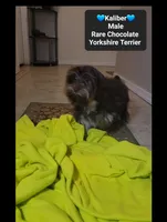 Kaliber*800 take home, a male Yorkshire Terrier for sale in Tucson, AZ – 3 of 3