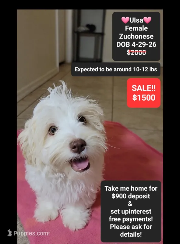 Ulsa*900 take home – Havanese, Shichon puppy for sale in Tucson, AZ