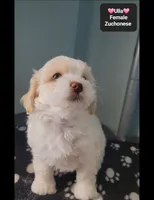 Ulla, a female Havanese and Shichon for sale in Tucson, AZ – 2 of 3