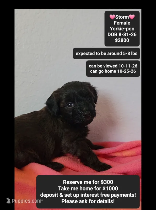 Storm*1000 take home – Yorkshire Terrier, Poodle - Toy  puppy for sale in Tucson, AZ