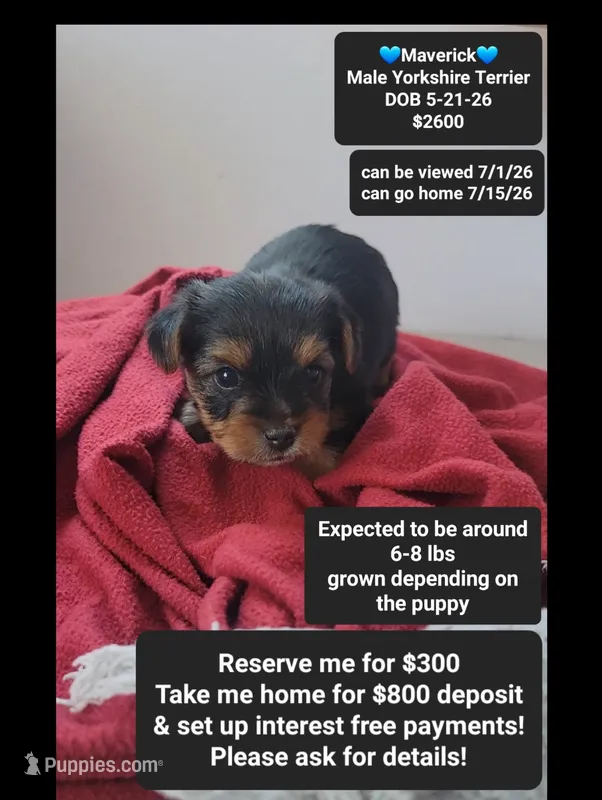 Maverick – Yorkshire Terrier puppy for sale in Tucson, AZ