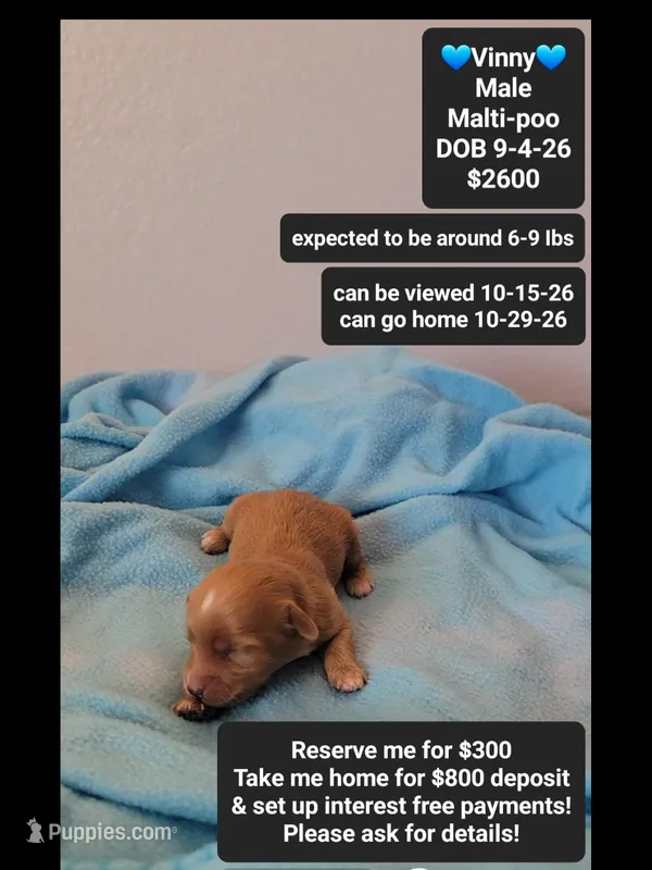 Vinny – Maltipoo puppy for sale in Tucson, AZ