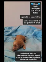 Vinny, a male Maltipoo for sale in Tucson, AZ – 1 of 3
