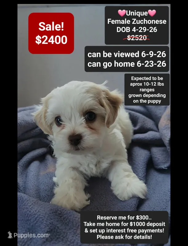 Unique – Havanese, Shichon puppy for sale in Tucson, AZ
