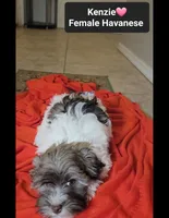 Kenzie, a female Havanese for sale in Tucson, AZ – 5 of 5