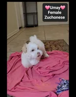 Umay*900 take home, a female Havanese and Shichon for sale in Tucson, AZ – 3 of 3
