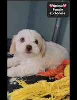 Unique, a female Havanese and Shichon for sale in Tucson, AZ – 3 of 3