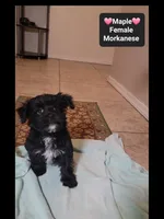 Maple*$1000 take home, a female Havanese and Morkie for sale in Tucson, AZ – 2 of 3