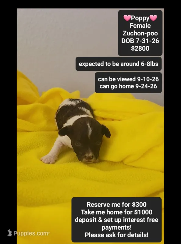 Poppy – Poodle - Toy , Shichon puppy for sale in Tucson, AZ