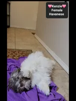 Kenzie*900 take home, a female Havanese for sale in Tucson, AZ – 2 of 3