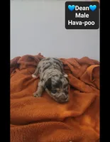 Dean*800 take home, a male Havanese and Poodle - Toy  for sale in Tucson, AZ – 2 of 3