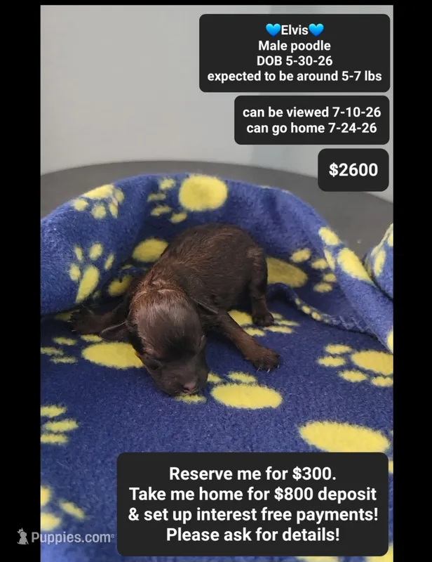 Elvis, a male Poodle - Toy  for sale in Tucson, AZ – 1 of 1