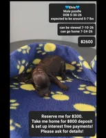 Elvis, a male Poodle - Toy  for sale in Tucson, AZ – 1 of 1
