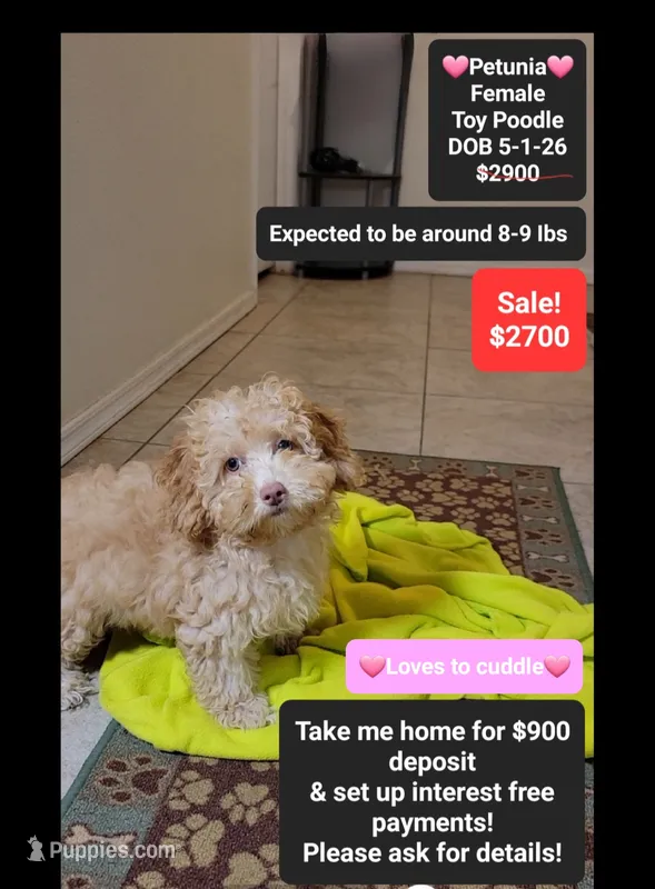 Petunia*900 take home – Poodle - Toy  puppy for sale in Tucson, AZ