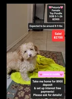 Petunia*900 take home, a female Poodle - Toy  for sale in Tucson, AZ – 1 of 3