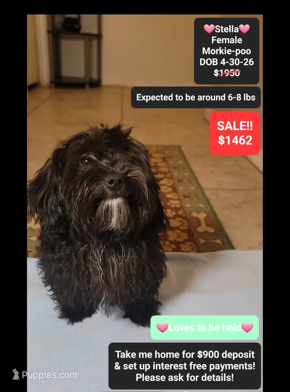 Stella*900 take home – Poodle - Toy , Morkie puppy for sale in Tucson, AZ