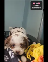 Una, a female Havanese and Shichon for sale in Tucson, AZ – 2 of 3