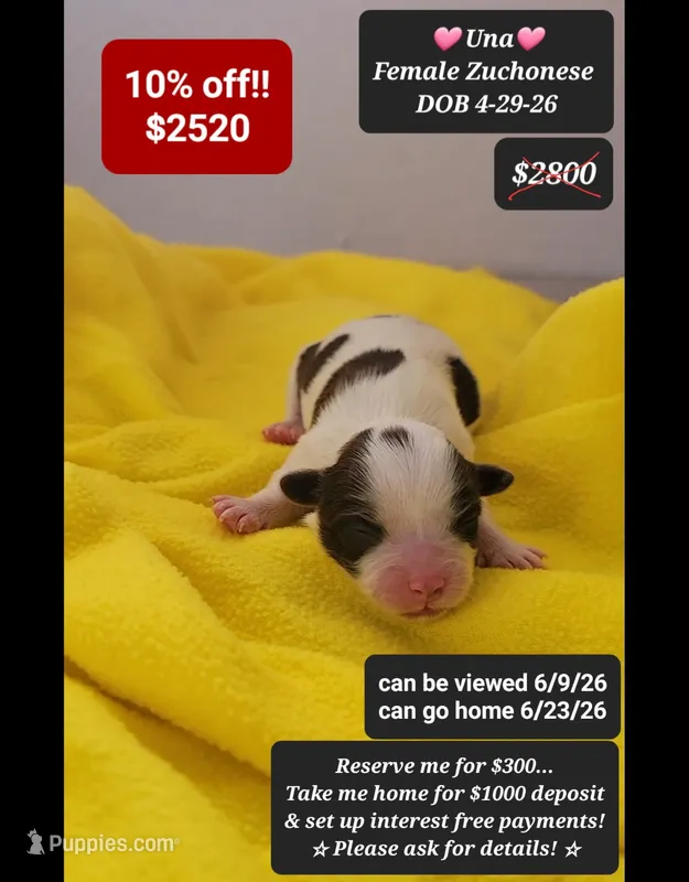 Una – Havanese, Shichon puppy for sale in Tucson, AZ