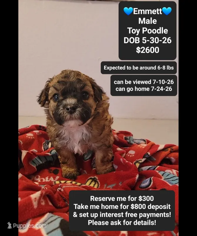 Emmett*800 take home – Poodle - Toy  puppy for sale in Tucson, AZ