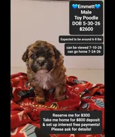 Emmett*800 take home, a male Poodle - Toy  for sale in Tucson, AZ – 1 of 3