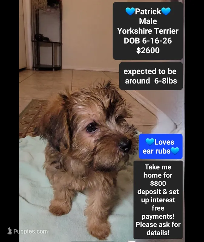 patrick*$800 take home – Yorkshire Terrier puppy for sale in Tucson, AZ