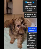 patrick*$800 take home, a male Yorkshire Terrier for sale in Tucson, AZ – 1 of 3
