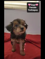 Sage, a female Yorkshire Terrier and Poodle - Toy  for sale in Tucson, AZ – 3 of 3