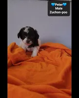 Peter*800 take home, a male Poodle - Toy  and Shichon for sale in Tucson, AZ – 2 of 3