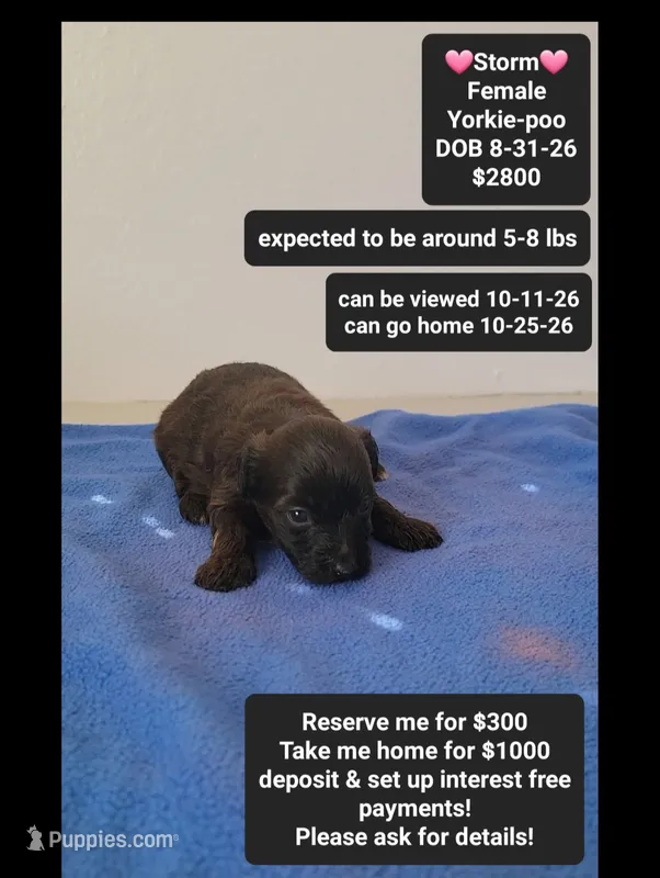 Storm*1000 take home – Yorkshire Terrier, Poodle - Toy  puppy for sale in Tucson, AZ