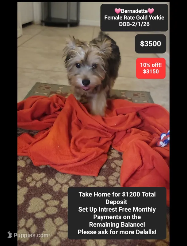 Bernadette – Yorkshire Terrier puppy for sale in Tucson, AZ