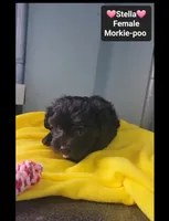 Stella, a female Poodle - Toy  and Morkie for sale in Tucson, AZ – 3 of 3