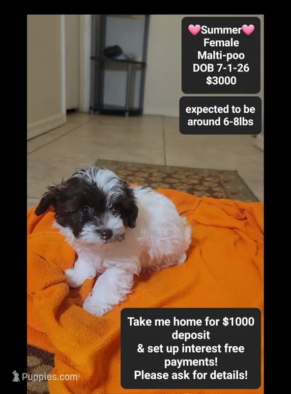 Summer*1000 take home – Maltipoo puppy for sale in Tucson, AZ