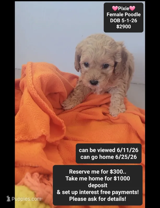 Pixie – Poodle - Toy  puppy for sale in Tucson, AZ