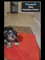Levine*800 take home, a male Yorkshire Terrier for sale in Tucson, AZ – 2 of 3