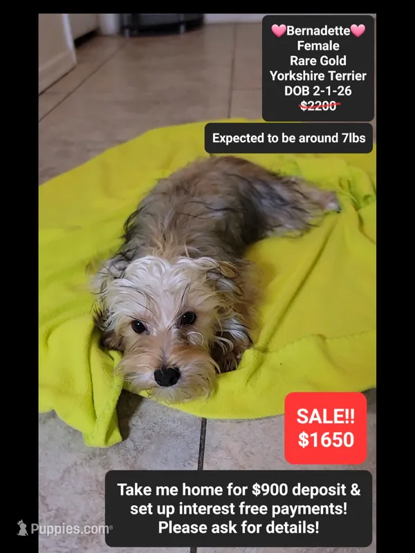 Bernadette*900 take home – Yorkshire Terrier puppy for sale in Tucson, AZ