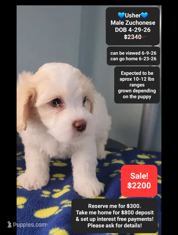 Usher – Havanese, Shichon puppy for sale in Tucson, AZ