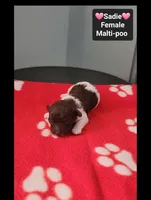 Sadie*1000 take home, a female Maltipoo for sale in Tucson, AZ – 3 of 3
