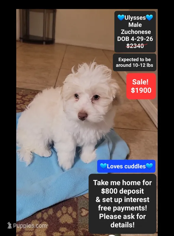Ulysses*800 take home – Havanese, Shichon puppy for sale in Tucson, AZ