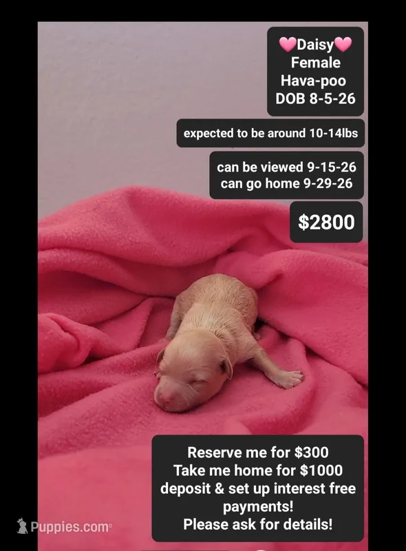 Daisy – Havanese, Poodle - Toy  puppy for sale in Tucson, AZ