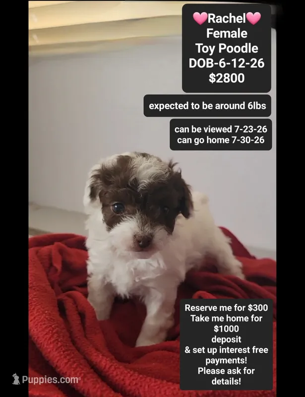Rachel*$1000 take home – Poodle - Toy  puppy for sale in Tucson, AZ