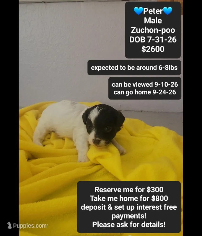 Peter – Poodle - Toy , Shichon puppy for sale in Tucson, AZ