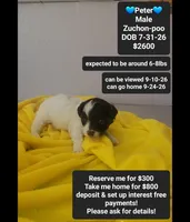 Peter*1000 take home, a male Poodle - Toy  and Shichon for sale in Tucson, AZ – 1 of 3