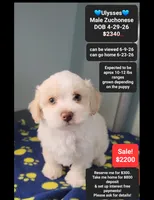 Ulysses, a male Havanese and Shichon for sale in Tucson, AZ – 1 of 3