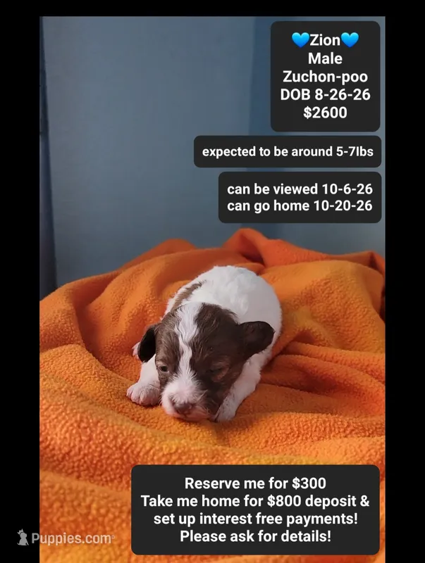 Zion*800 take home – Poodle - Toy , Shichon puppy for sale in Tucson, AZ