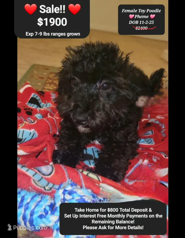 Pheme – Poodle - Toy  puppy for sale in Tucson, AZ