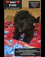 Pheme, a female Poodle - Toy  for sale in Tucson, AZ – Photo 1 of 2