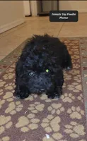 Pheme, a female Poodle - Toy  for sale in Tucson, AZ – Photo 3 of 3