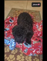 Pheme, a female Poodle - Toy  for sale in Tucson, AZ – Photo 2 of 2