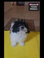 Sailor*1000 take home, a female Maltipoo for sale in Tucson, AZ – 5 of 5